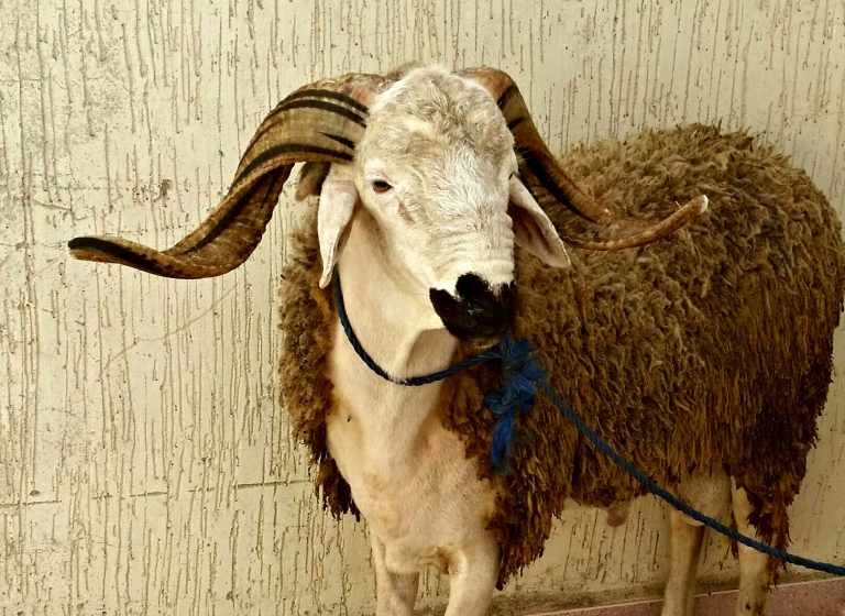 A photograph of a single ram with long horns. A rope is tied loosely around his neck. The image was taken on the occasion of Eid al Adha.