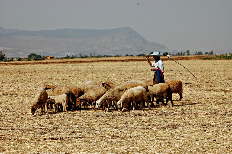 Small herd of sheep grazing on dry, flat field in Morocco. A man with a hat and long stick watches over them.
