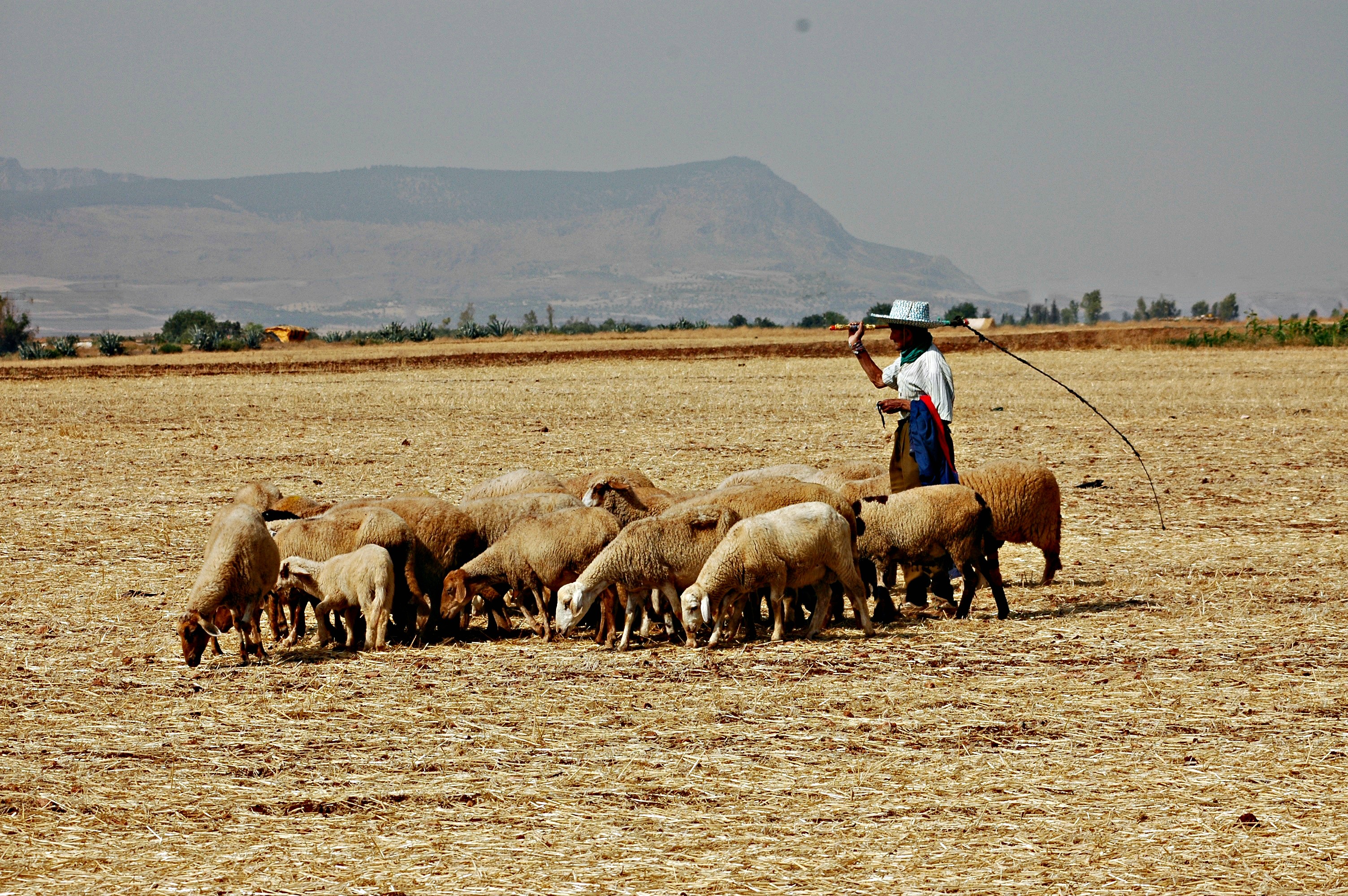 Small herd of sheep grazing on dry, flat field in Morocco. A man with a hat and long stick watches over them.
